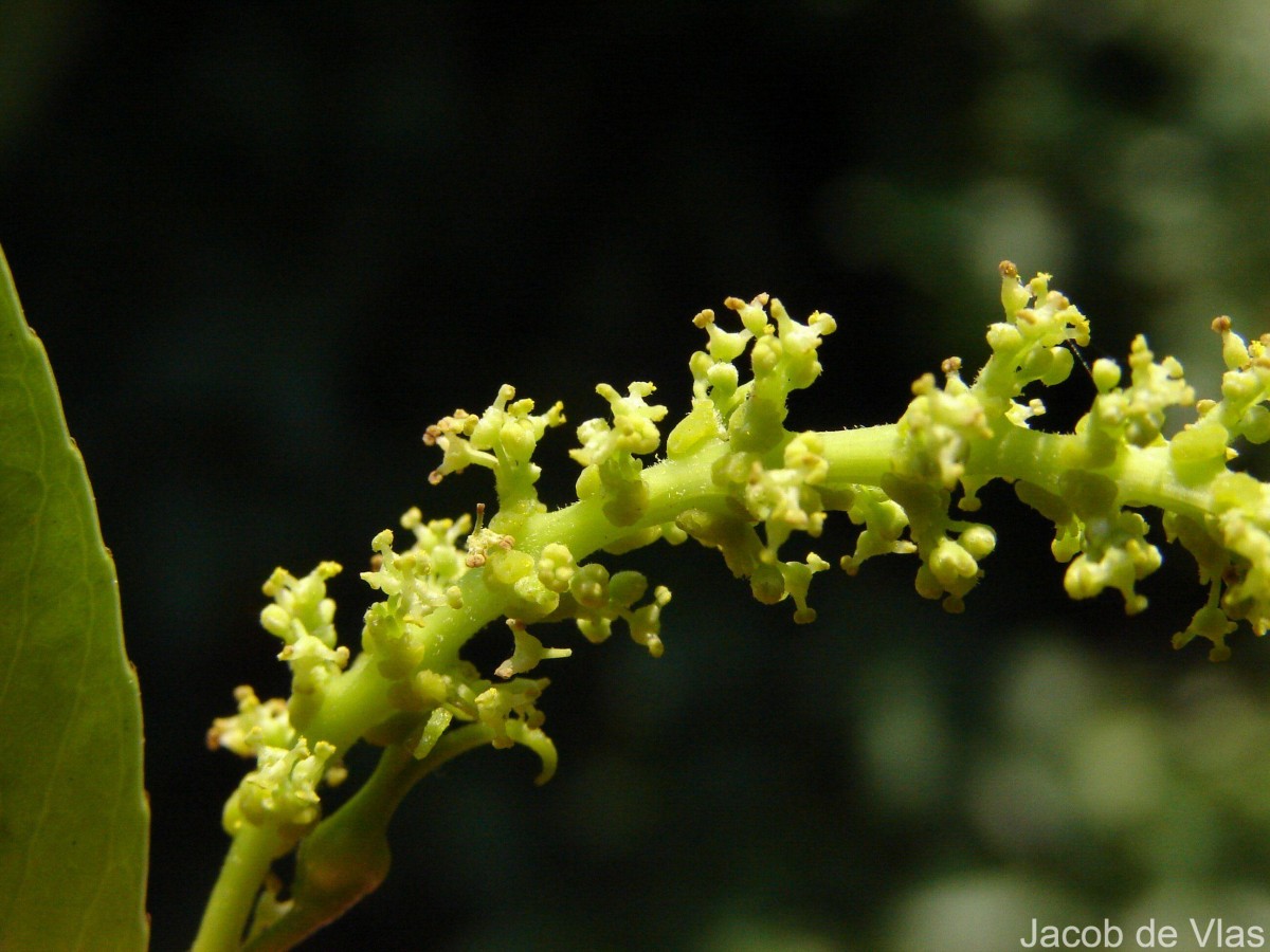 Shirakiopsis indica (Willd.) Esser